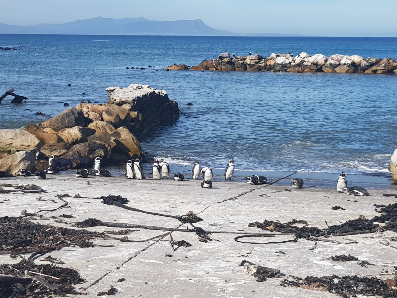 Penguin colony in South Africa.